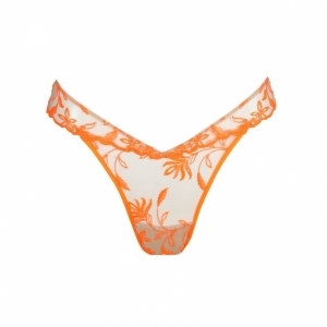 shay orange shock