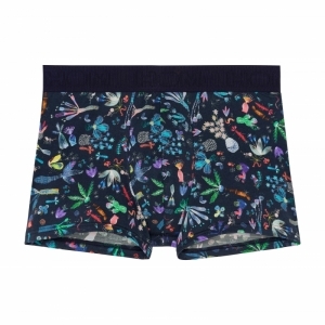 cactée multicolor prin